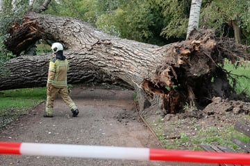 Dresden: Schockmoment am Rudolf-Harbig-Stadion: Riesiger Baum auf Mann gestürzt
