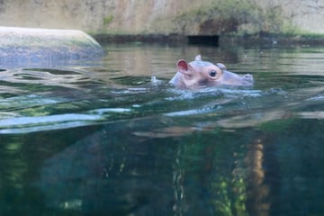 Berlin: Berliner Zoo sucht Namen für Hippo-Baby: Wer hat eine Idee?