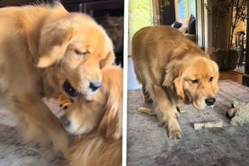 Golden Retriever thinks he's invisible – what he does next makes tears of laughter flow