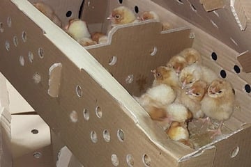 Behörde schon im Feierabend: Polizei muss Transporter mit über 1000 Küken ziehen lassen