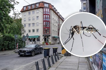 Dresden: Ministerium schlägt Alarm! Tigermücke in Dresden gelandet, dieser Stadtteil ist betroffen