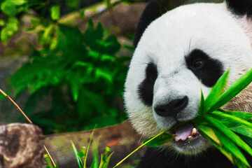 Panda-monium in DC! Two new giant panda bears leave China for the US capital