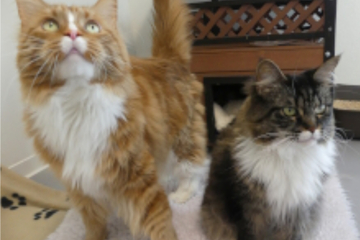 Katzenpaar ist unzertrennlich, jetzt suchen Bonnie und Clyde neues Zuhause