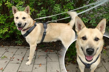 Rocky lebte wohl nie in einer Wohnung: Findet der Hund nun endlich sein Happy End?