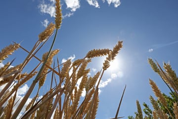 Sommer-Comeback in Köln: Jetzt steigen die Temperaturen täglich