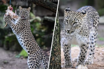 Persische Leoparden: So will der Kölner Zoo die stark gefährdete Art retten
