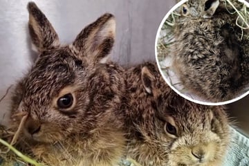 Nur knapp dem Tod entkommen: Fell von Hasen-Baby fängt Feuer