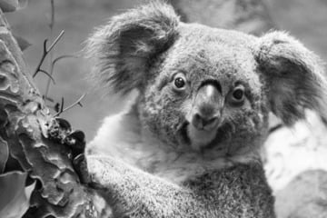 Koala-Weibchen nach Not-Operation in Zoo Dresden gestorben