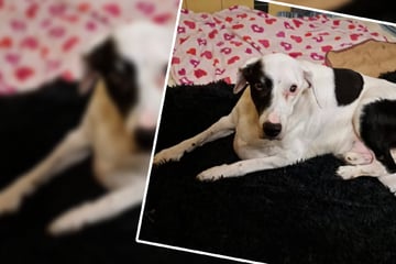 Todkranker Hunde-Opa zum Sterben ausgesetzt: "Finden keine Worte dafür!"