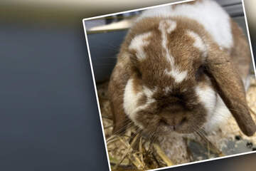 Kaninchen findet neues Zuhause: Doch dann treffen neue Besitzer traurige Entscheidung