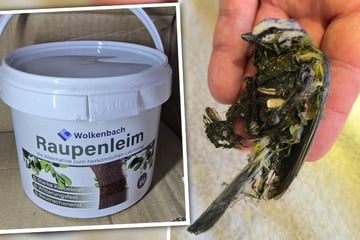 Leipzig: Wie Kaugummi und Silikon: Leimpaste wird zur Todesfalle für Vögel