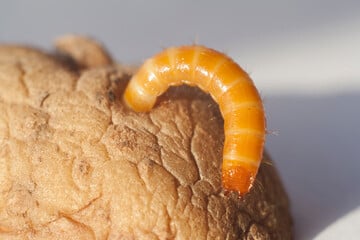 Zerfressene Knollen? Was tun, wenn Drahtwürmer Kartoffeln beschädigen