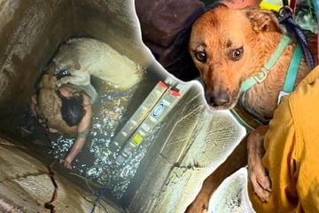 Teenager steigt in Brunnen, um Hunde zu retten - und steckt in der Klemme