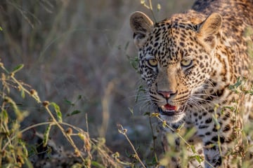 Leopard beißt Mädchen (†10) tot