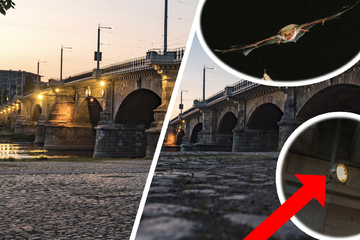 Dresden: Allabendlich an der Albertbrücke: Warum Dresden das Licht an- und ausknipst!
