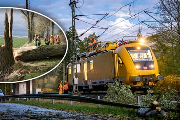 Windige "Manja": Erster Herbststurm lässt einige Bäume in Sachsen krachen