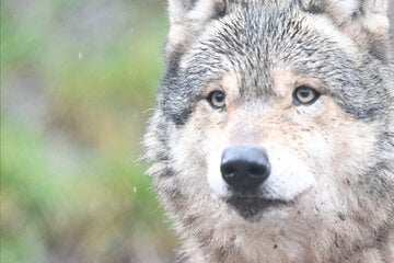 Wölfe: Bislang drei tote Wölfe in diesem Jahr in Sachsen-Anhalt