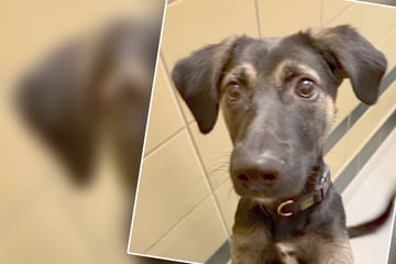 Einzelhaft, keine Spaziergänge und verkorkste Kindheit: Hündchen Jack will einfach nur geliebt werden