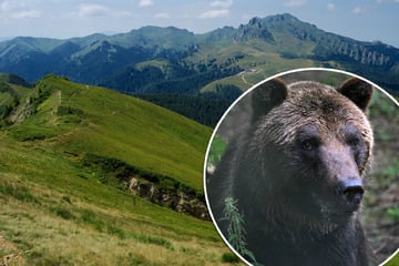 Mann geht in Wald auf Pilzsuche und wird von aggressivem Bären attackiert!