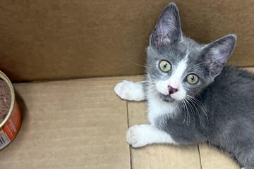Obdachloser findet kranke Baby-Katze auf heißer Straße: Was er dann macht, berührt so viele Herzen