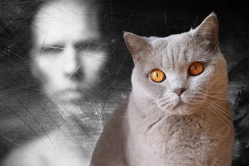 Can cats really see ghosts?