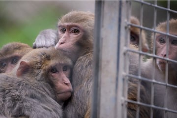 South Carolina town on alert as dozens of monkeys escape research facility!