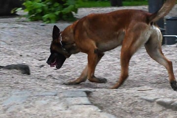 Blöd gelaufen: Einbrecher flieht, hat gegen den Polizeihund aber keine Chance