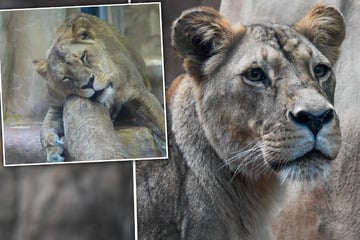 Traurige Nachricht aus dem Hallenser Zoo: Löwin Nyla mit 18 Jahren eingeschläfert