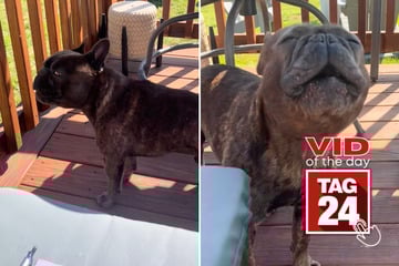 Viral Video of the Day for May 1, 2025: Hilarious dog mimics ambulance in viral TikTok clip!