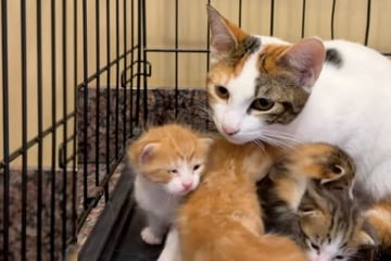 Tierpfleger denken, sie retten Katzenmutter und Babys: Dann bemerken sie Merkwürdiges