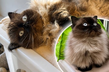 Katze schon zum zweiten Mal im Tierheim! Gibt es noch Hoffnung für "Schneckerl"?