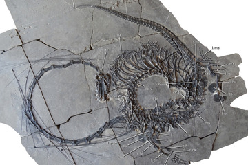 Dragon? Scientists uncover 240-million-year-old reptile
