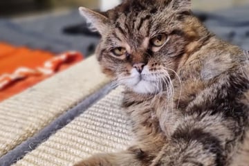Niemand scheint ihn zu vermissen: Europäisch Kurzhaar-Kater Bommel hofft auf ein Happy End