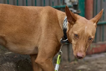 Hundekumpel würde ihm helfen: Podenco-Rüde Mauricio wartet auf seine zweite Chance