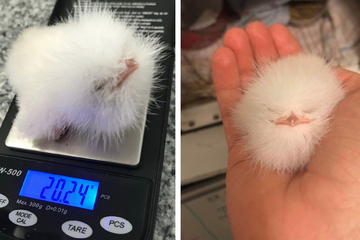 Rescued baby bird looks more like a cotton ball than animal!