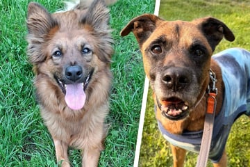 Zwei Hunde, ein Wunsch: Everest und Bolle wollen endlich raus aus dem Tierheim