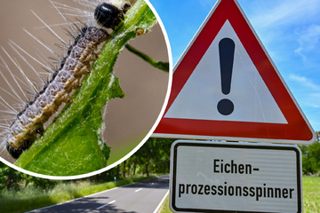Kampf gegen Eichenprozessionsspinner beginnt: So geht NRW gegen fiese Raupen vor