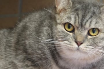 Yumi musste am Kopf getackert werden! Kater hat einiges hinter sich, folgt jetzt das Happy End?