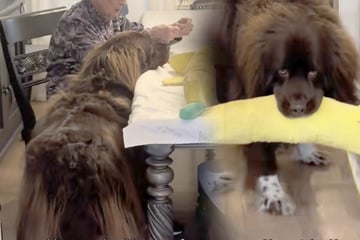 Spielzeug von Neufundländer geht kaputt: Zu wem er deswegen eilt, lässt Herzen schmelzen