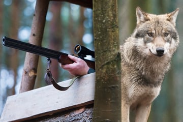 Zu viele Welpen: Bauern fordern erneut Wolfs-Abschüsse