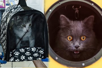 How to get cats into a carrier