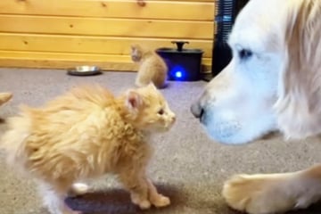 Dog's adorable reaction to new kittens melts hearts on TikTok