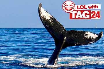 Joke of the Night for May 11, 2025: Animal jokes for a Sunday Funday smile