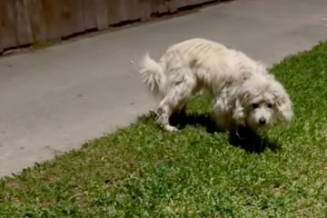 Hilfloser Hund läuft immer davon: Als Frau sein Versteck findet, traut sie ihren Augen kaum