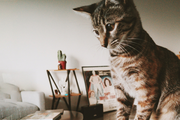 Best cats for apartments: Low maintenance cat breeds for city life