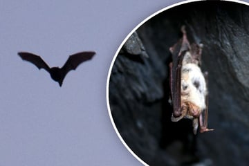 Achtung beim Lüften! Jetzt können Fledermäuse ins Haus kommen