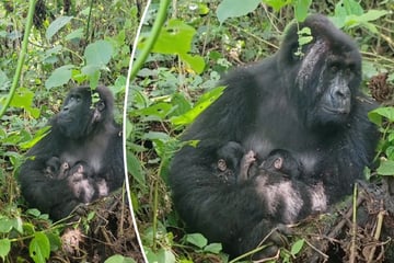 Wunder aus der Tierwelt: Seltene Gorilla-Zwillinge zur Welt gekommen