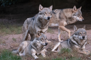 Wölfe breiten sich deutschlandweit aus: So viele Rudel sind schon in Sachsen-Anhalt angekommen