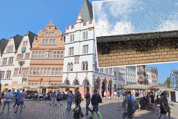 Aufregung am Feiertag: Asiatische Hornissen auf dem Marktplatz?