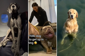 Dog videos on TikTok you need to see for a tail-wagging good time!